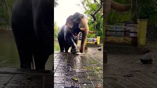 Srover elephant Jhakjhoran Lal song music dog tiger animals funny animallover [upl. by Dal]