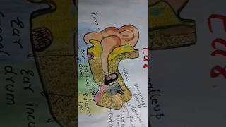 The structure of human ear song bollywood music art newsong drawing earart gparts2 ear diy [upl. by Wilscam659]