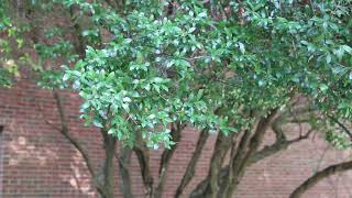 Yaupon holly Ilex vomitoria  Plant Identification [upl. by Kellyann215]