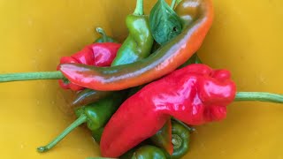 How to Harvest Bell Peppers for Maximum Flavor and Yield [upl. by Ilka]