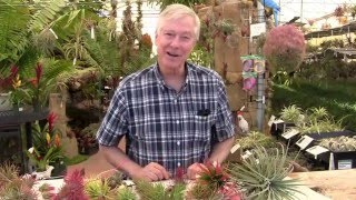 Paul Isley  Rainforest Flora Inc  Tillandsia Ionantha 2  More Varieties [upl. by Enrol]