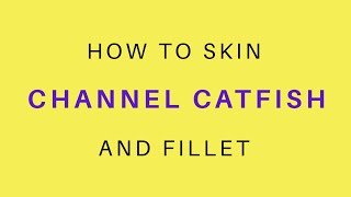 How To Skin amp Fillet A Channel Catfish  Belly Meat Included [upl. by Pegma126]