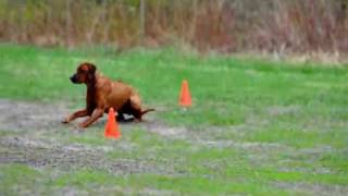 Rhodesian Ridgeback Obedience [upl. by Usanis]