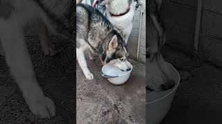 ¡Kimba el husky siberiano pide AGUA a gritos 🐾💦 quotagua agua aguaquot [upl. by Joseph]