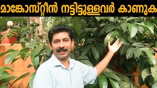 മാങ്കോസ്റ്റീൻ കായ്ക്കാൻ വൈകുന്നതിൻ്റെ കാരണങ്ങൾ Mangosteen Farming Tips and Agriculture Experience [upl. by Asira]