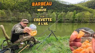 Le gros barbeau mosan estil friand des crevettes à lail [upl. by Nicolai]