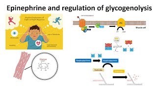 Epinephrine and regulation of glycogenolysis [upl. by Ernesto721]