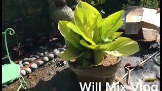 Philodendron Collection fix variety of plantscactus Anthurium urbanfarming bonsai philodenron [upl. by Iznik]