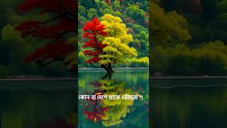 বারো মাসে বারো ফুল রে ফুইট্টা থাকে ডালে গান  baro Mase baro ful re song [upl. by Scharaga]