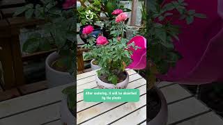 Remove insects from your flowering plants link product in Bio 🍀namrose garden greenrose [upl. by Ahsinoj139]