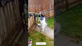 The end 😂😂funny short ytshorts animals pets dogs dog cats cat viral 🤣🤣🤣225 Funny Cats [upl. by Mohsen719]