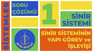 Sinir Sistemi Soru Çözümü 1  Sinir Sisteminin Yapı Görev ve İşleyişi  11 Sınıf Biyoloji  AYT [upl. by Ivor6]