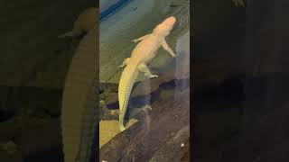 albino alligator Claude California Academy Of Sciences goldengatepark sanfranciso alligator [upl. by Arvy]