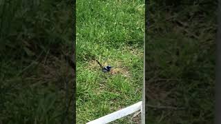 The male superb fairywren Malurus cyaneus frolicking in the grass [upl. by Annawek]