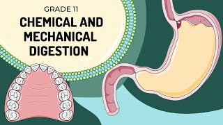 MECHANICAL AND CHEMICAL DIGESTION  Easy to understand processes and enzyme actions [upl. by Eisak]