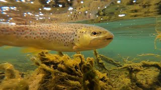 Fly Fishing the Brookville Tailwaters in Indiana for BEAUTIFUL trout [upl. by Tiny33]