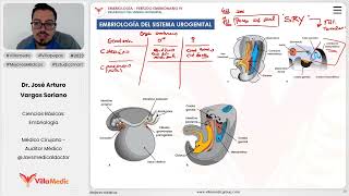 Desarrollo del sistema urogenital  Embriología del sistema urogenital [upl. by Ayalat]