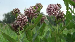 Bees forage on hybrid milkweed [upl. by Srini]