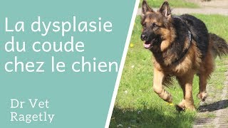 La dysplasie du coude chez le chien [upl. by Adnilrev]