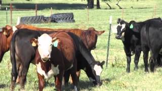 Angus Cross Black Baldy amp Red Baldy Bred Heifers [upl. by Neelloj]