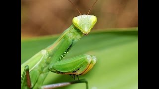 Peygamberdevesi Böceği Yakın Temas  Mantis Böceği [upl. by Dnalloh]