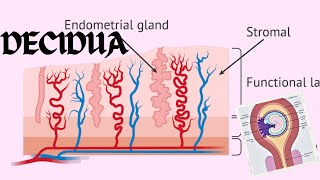 Decidua  Changes In The Endometrium Decidual Reaction  Obstetrics And GynecologyNursing [upl. by Filemon432]