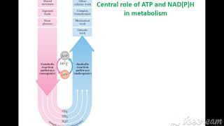 Introduction to Biochemistry  lehninger principles of biochemistry  Chapter 1 Part 2 [upl. by Ozne]