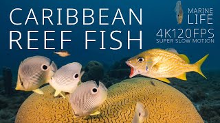 Marine Life  Caribbean Sea  Tropical Reef Fish  a short Undersea Film in 4K super slow motion [upl. by Rebmyt599]