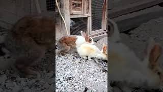 Rabbit Mating 🐇🐰 Funny Video [upl. by Aissirac]