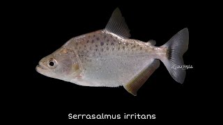 Serrasalmus irritans  Iridescent Pirambeba Venezuela [upl. by Abehshtab]