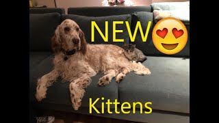 English Setters Meet The New Kittens [upl. by Ecinej]