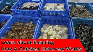 Tour How a Hatchery Works [upl. by Fromma]