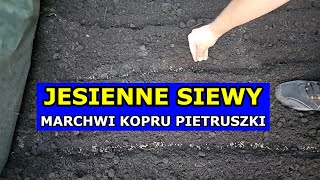 Siewy Jesienią Marchwi Pietruszki Kopru Pasternaku Jak siać Warzywa przed Zimą Polecane Odmiany [upl. by Allerbag]