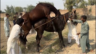 “The Art of Horse Breeding A StepbyStep Guide” [upl. by Maighdlin]