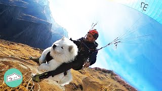 Guy Taught Dog How to Paraglide Now They Always Fly Tandem  Cuddle Dogs [upl. by Ardnohs]