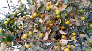 Ziziphus mauritiana Fruit [upl. by Surtimed]