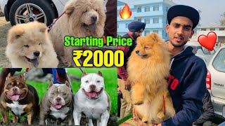 Cheapest Dogs Market In india  WholesaleRetail  PitbullAmerican BullyLhasa Suraj chauhan [upl. by Nibla]