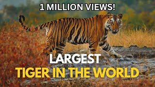 Largest Tiger in the World [upl. by Reiner]