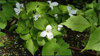 Woodland Wildflower Ideas for Shady Gardens [upl. by Frodina]