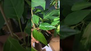 Schefflera Delavayi hardy evergreen plant UK tropical style garden [upl. by Ravi175]