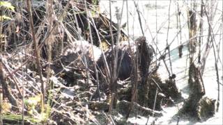 Nutria Life What Does A Nutria Do All Day [upl. by Eednahs]