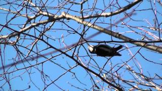 Specht Vogel Gesang und Verhalten Picidae [upl. by Lumbard]