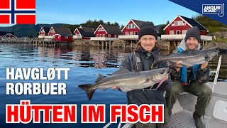 Angeln in Norwegen  Havgløtt Rorbuer Hütten im Fisch  Köhler Dorsch Livebisse  Norwegen Urlaub [upl. by Ojimmas275]