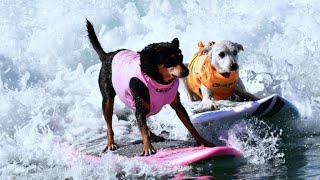 Verrückt Hunde surfen in Kalifornien [upl. by Isabelita384]