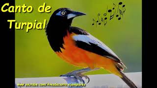 🎼🐤 El ASOMBROSO CANTO del TURPIAL 🐤🎼 ESPECIAL 100 SUSCRIPTORES [upl. by Datnow]