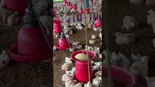 Broiler poultry farm 10000 kaa set hai Ready feed kaisay banay smprk kaya [upl. by Sayers]