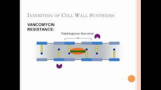 Mechanisms of Antibiotic Resistance in VancomycinResistance Enterococci [upl. by Ettezus]