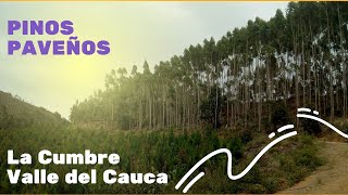 El Bosque de Pinos Paveños La Cumbre Valle del Cauca [upl. by Aihsenak]