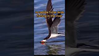 Incredible fisher birds fishing in the river viralvideo shortvideo birds fishing [upl. by Lepper]