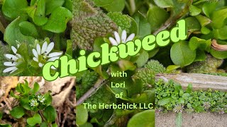 Chickweed with Lori the Herbchick [upl. by Iretak352]